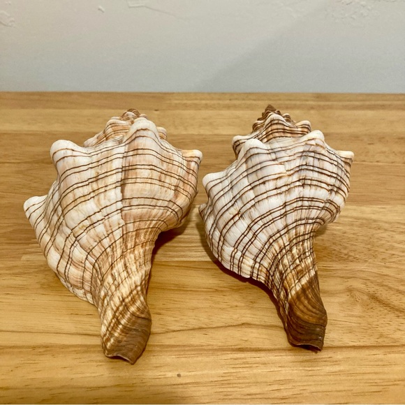2 Shells Cream / Light Orange / Brown Neutral Decor Beach Shell - Picture 7 of 13